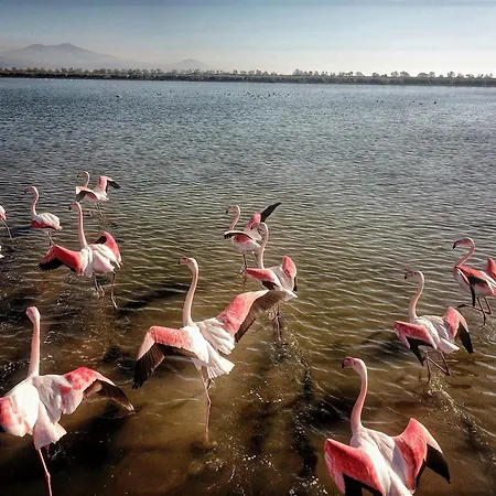 Lägenhetshotell Flamingo View &