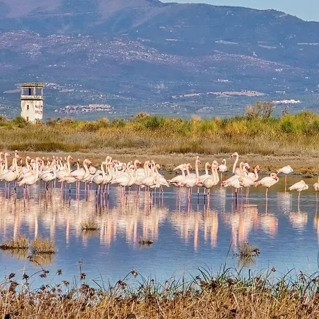 Flamingo View & Lägenhetshotell