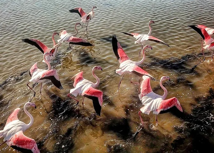 Flamingo View Suites&villas Nea Poteidaia