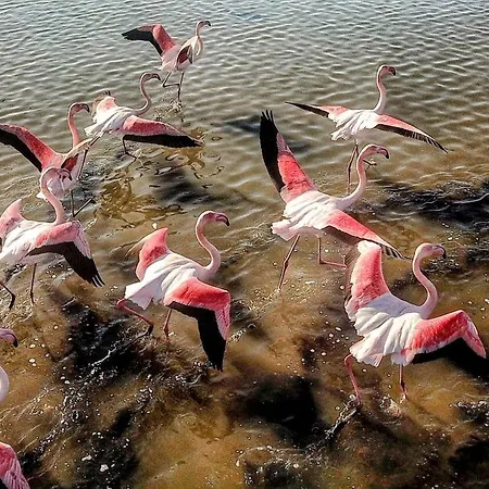 Flamingo View & Νέα Ποτίδαια