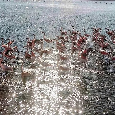 Ξενοδοχείο με διαμερίσματα Flamingo View & 4*