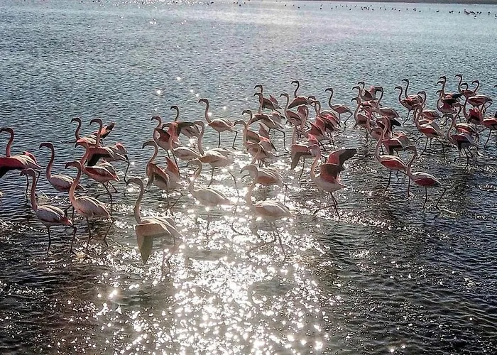 Apartahotel Flamingo View Suites&villas 4*