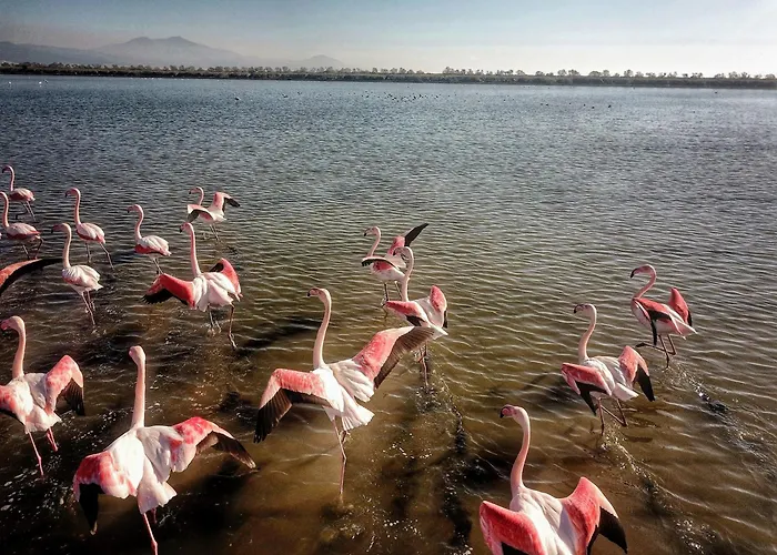 Apartahotel Flamingo View Suites&villas