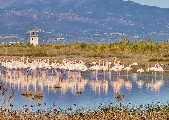 Flamingo View Suites&villas Apartahotel